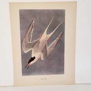 Vintage Audubon John  James Birds of America Roseate Tern Lithograph Art Print